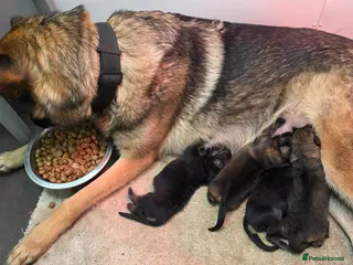 German Shepherd dogs Chunky German Shepherd Puppies - Advert 15