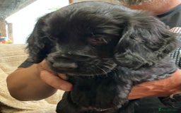 Cocker Spaniel dogs for sale: 5 Beautiful Working Cocker Spaniel Puppies  - Image 7