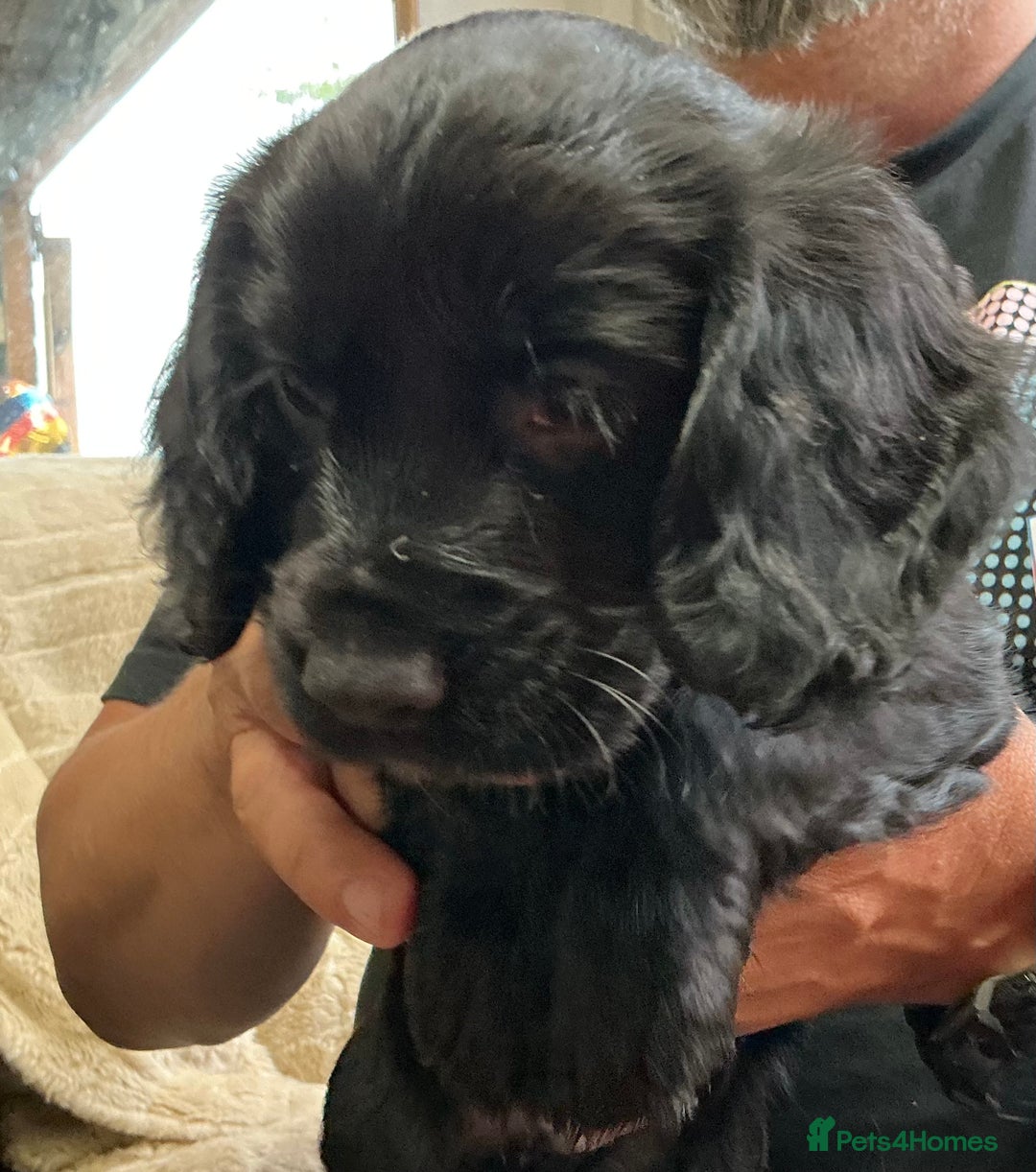 Cocker Spaniel dogs for sale: 5 Beautiful Working Cocker Spaniel Puppies  - Image 7