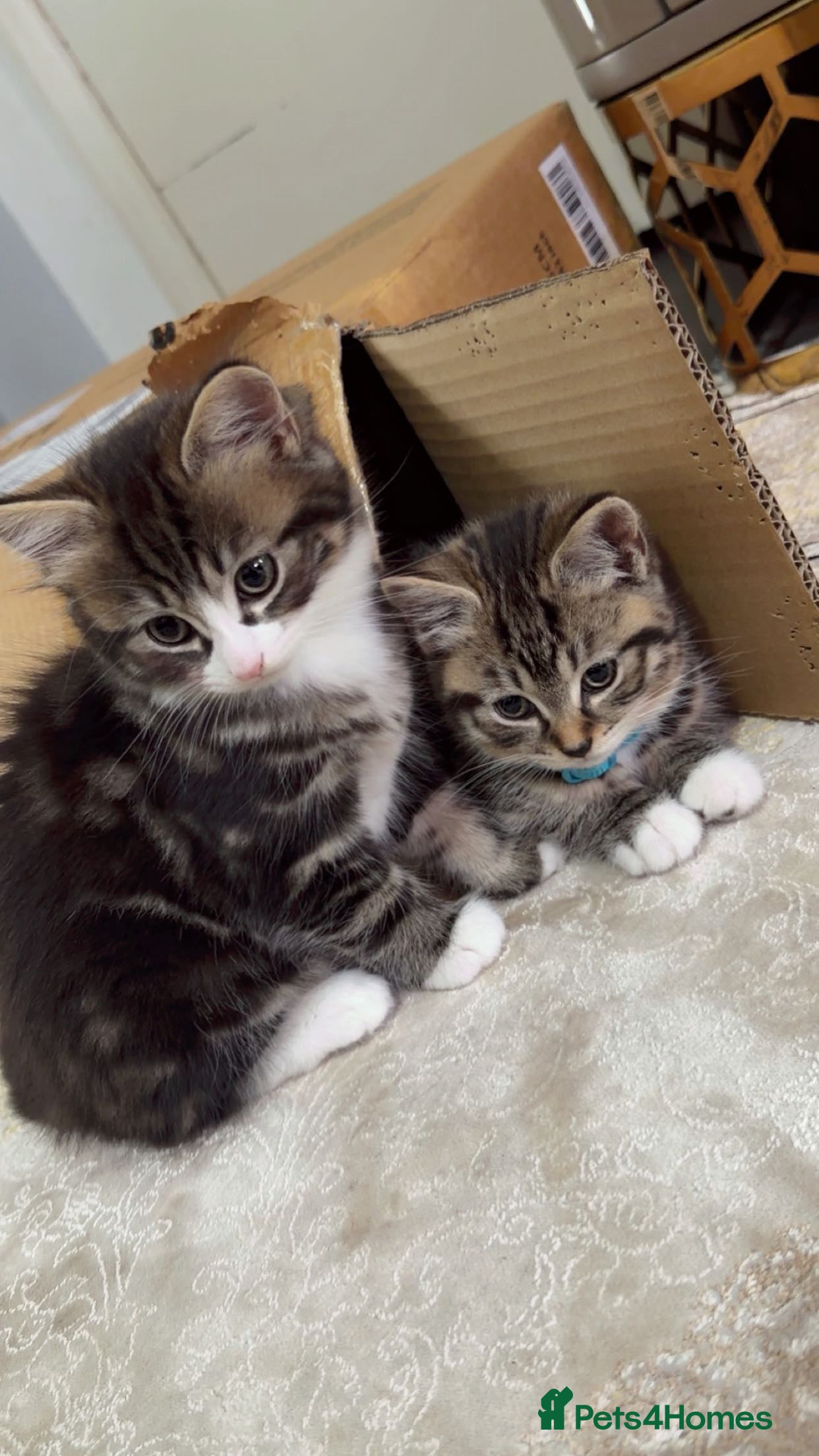 British Shorthair cats Kitten  - Advert 2