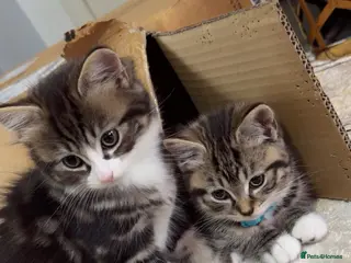 British Shorthair cats Kitten - Advert 2