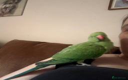 Ringnecks birds for sale: Handreared and Tame baby Indian ringneck - Image 4
