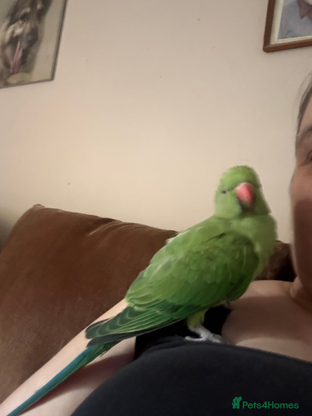 Ringnecks birds for sale: Handreared and Tame baby Indian ringneck - Image 4