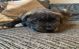 Mixed Breed dogs for sale: Rottweiler cross Akita (rokita) - Image 11