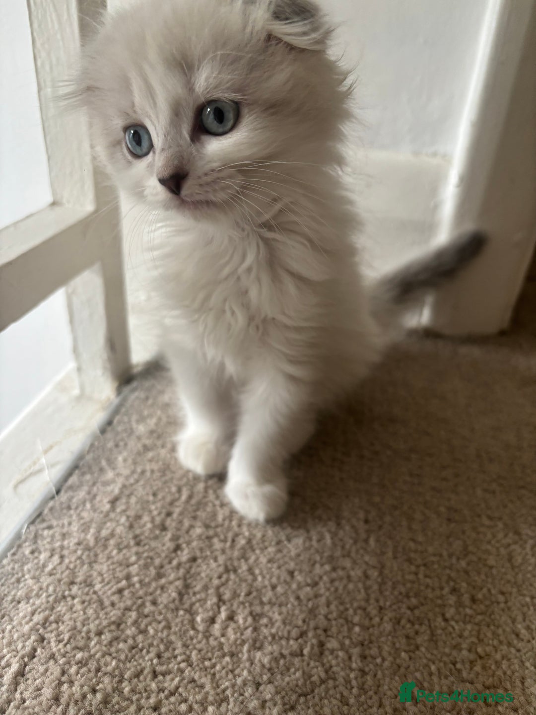 Scottish Fold cats for sale: 5 fluffy Scottish fold kittens  - Image 13