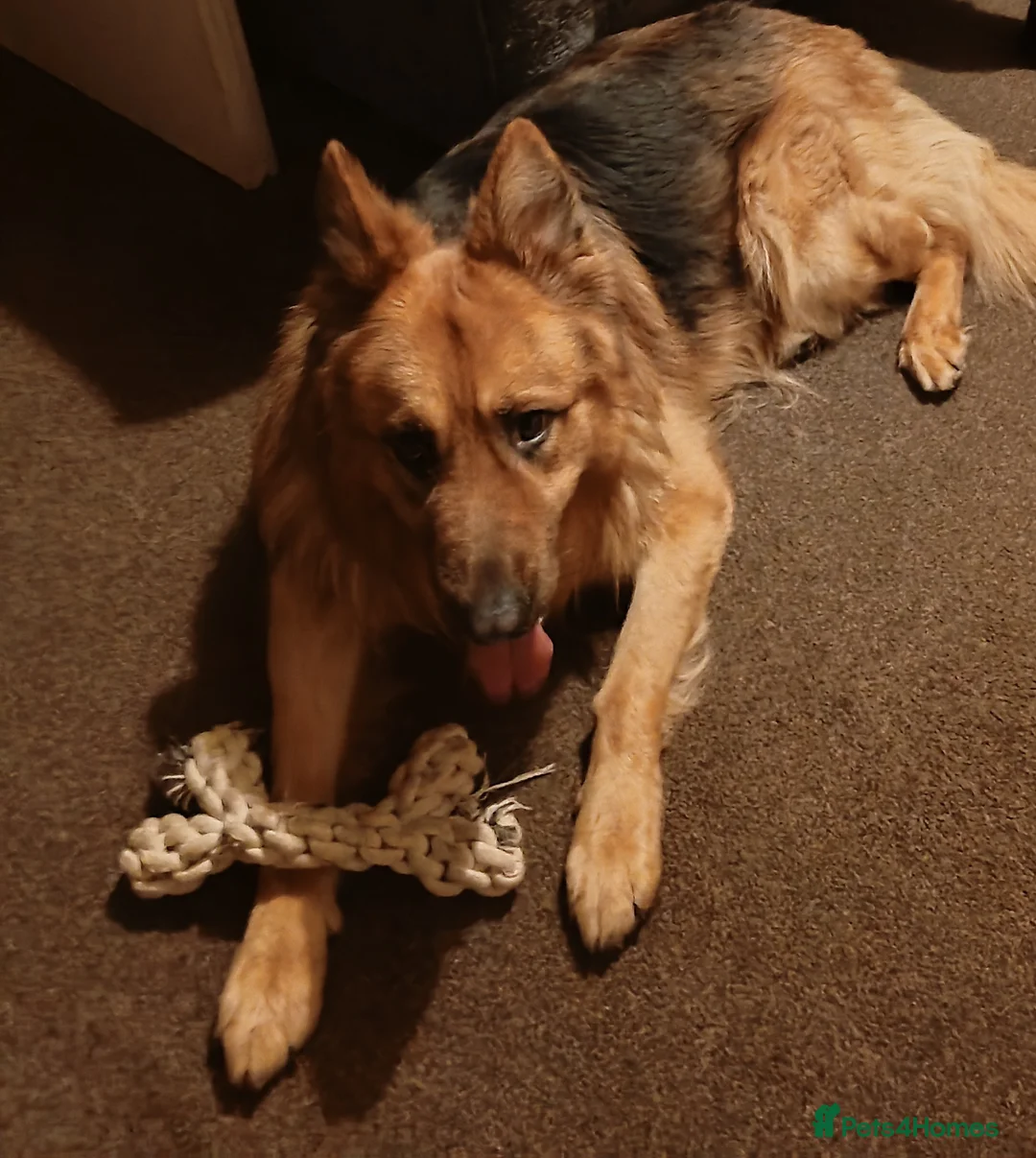 German Shepherd dogs for sale: German shephard in Millom - Advert 1