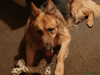 German Shepherd dogs German shephard - Advert 10