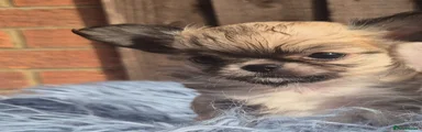 Chihuahua 5