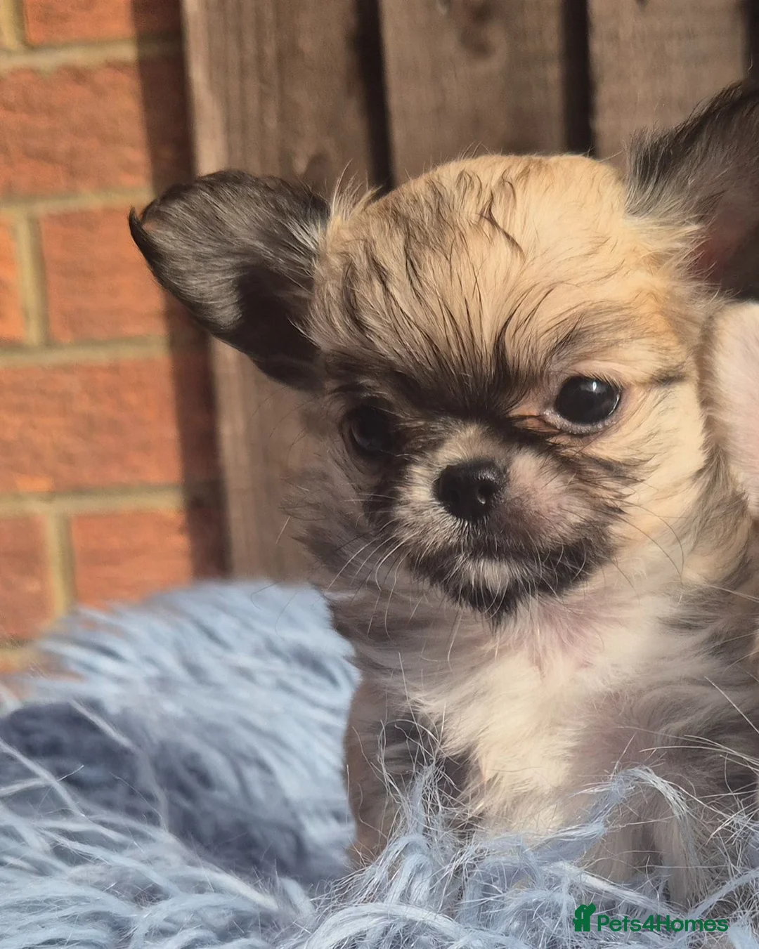 Chihuahua dogs for sale: KC registered chihuahua puppies  - Advert 12