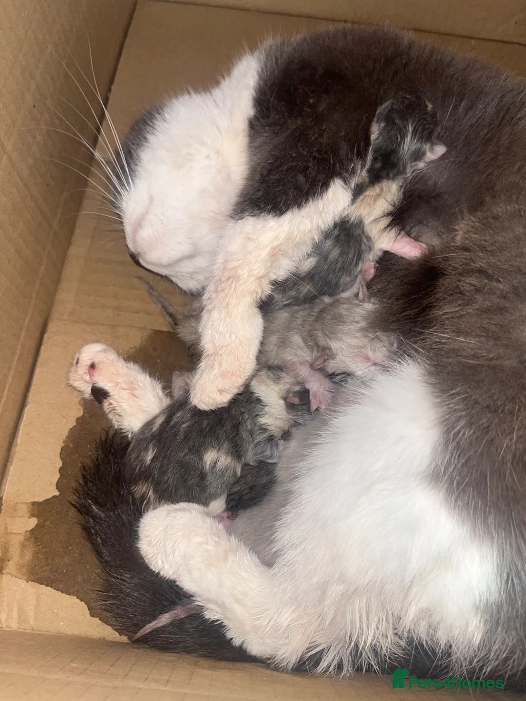 British Shorthair cats for sale: 2 British shorthair kittens  - Advert 1