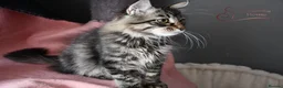 Siberian cats for sale: Siberian Kitens from Tunguska House Cattery - Advert 32