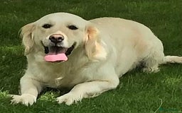 Golden Retriever dogs for sale: One lovely female puppy available  - Image 10