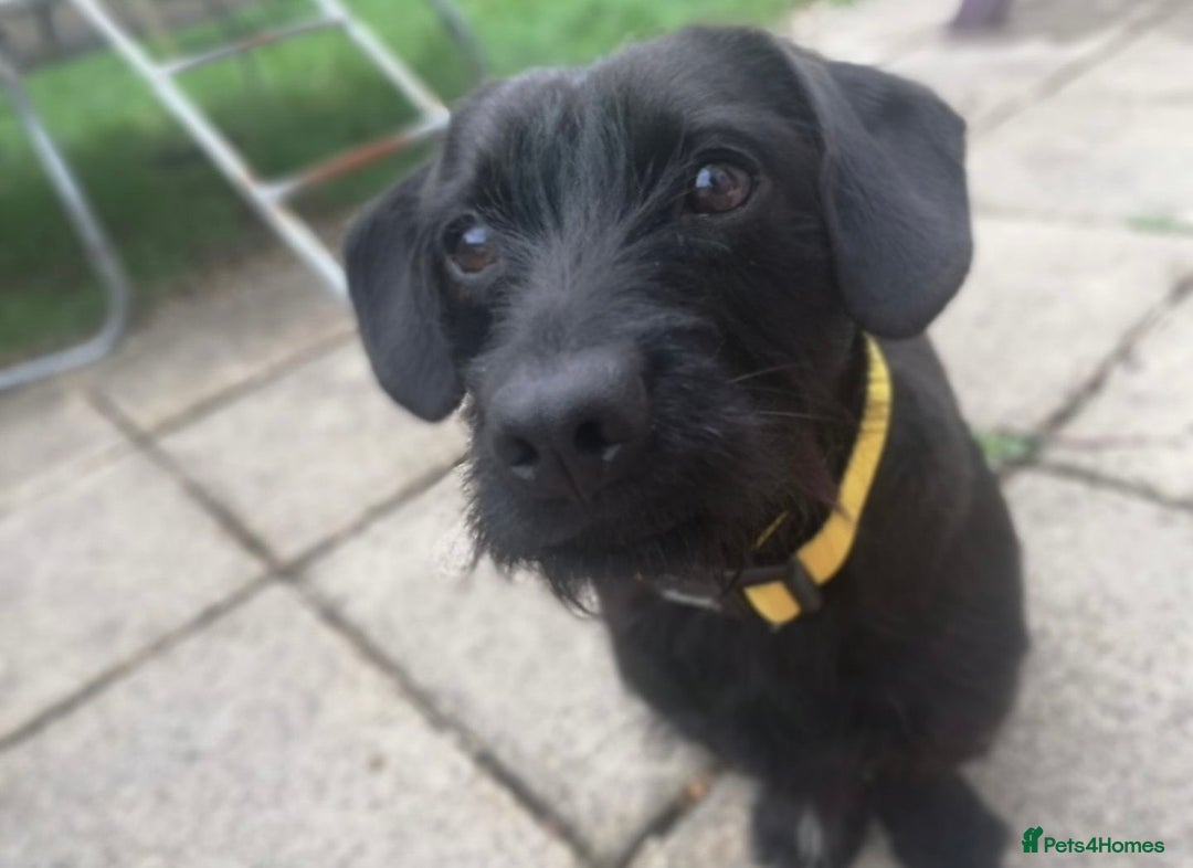 Mixed Breed dogs for sale: Buddy and Minnie (to be rehomed together) - Advert 9