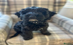 Cockapoo dogs for sale: Beautiful cockerpoo girl  - Image 2