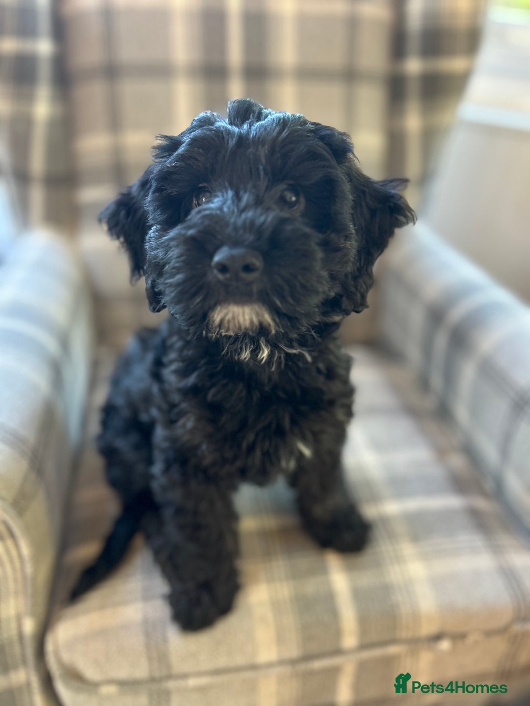 Cockapoo dogs for sale: Beautiful cockerpoo girl  - Image 2