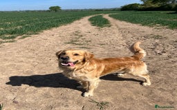 Golden Retriever dogs for stud: Blue- Proven Golden Retriever Stud in Leicester - Image 2