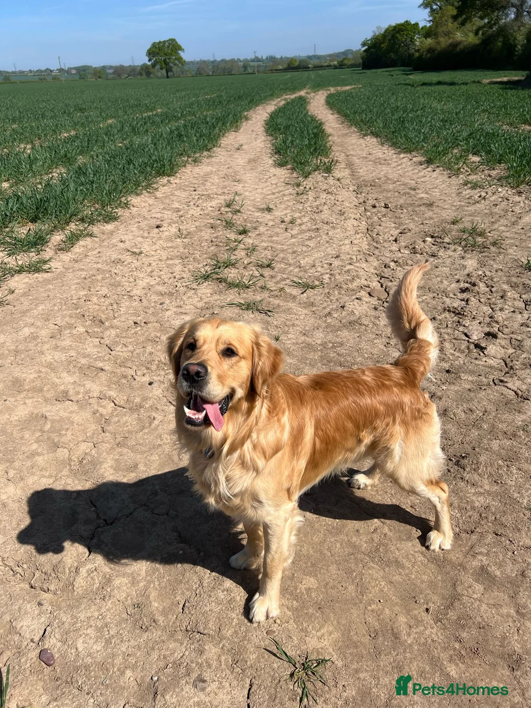 Golden Retriever dogs for stud: Blue- Proven Golden Retriever Stud in Leicester - Advert 2