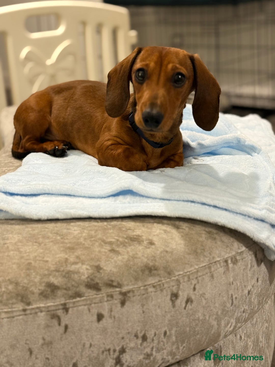 Dachshund dogs for sale: Brindle / champagne dashound BOY - Image 3