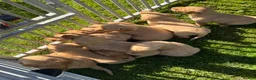 Goldador dogs for sale: 💛⭐️❤️☀️Fox Red Goldador Puppies for sale💛⭐️❤️🌟 - Advert 3