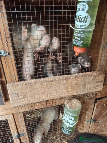 Ferret rodents - Advert 19