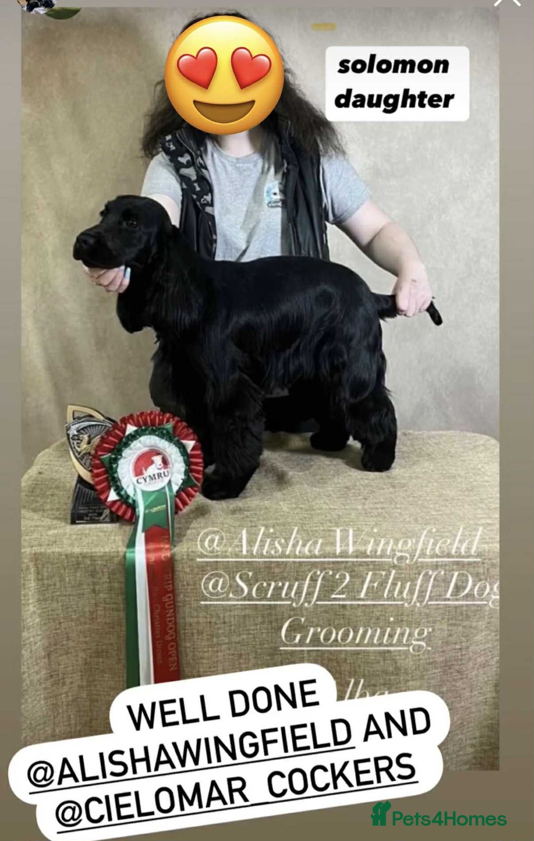 Cocker Spaniel dogs for stud: 100% show import stud - Advert 14