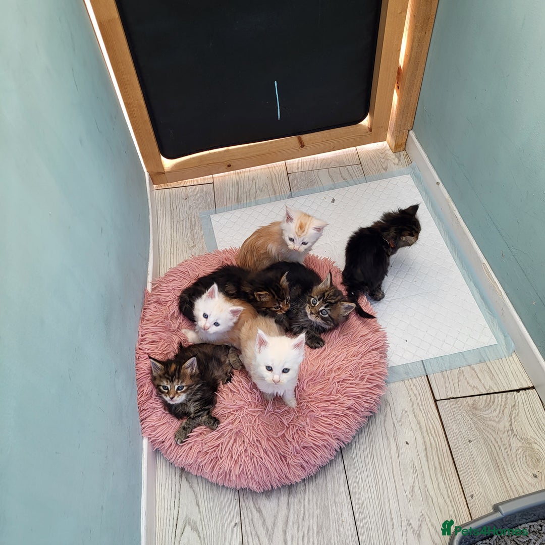 Maine Coon cats for sale: Maine Coon kittens ready soon CF81  - Image 2