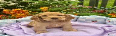 Cocker Spaniel Puppy 1