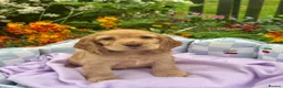 Cocker Spaniel dogs for sale: Kc reg dna tested boy show type cocker puppy - Advert 1