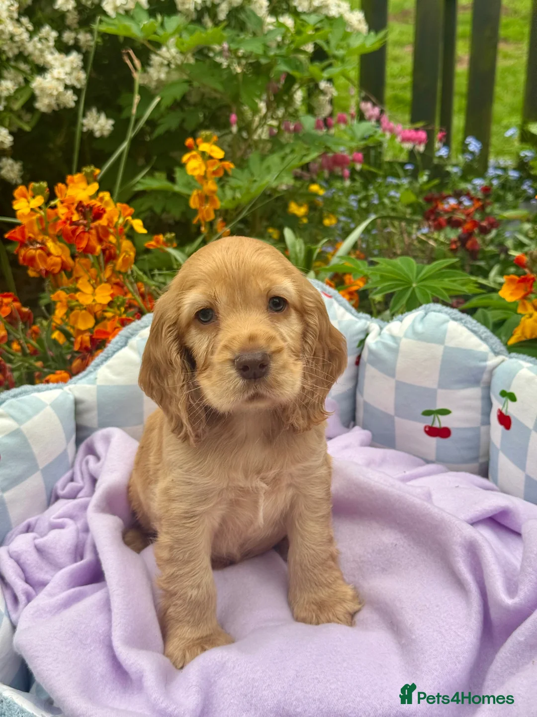 Cocker Spaniel dogs for sale: Kc reg dna tested boy show type cocker puppy - Advert 1