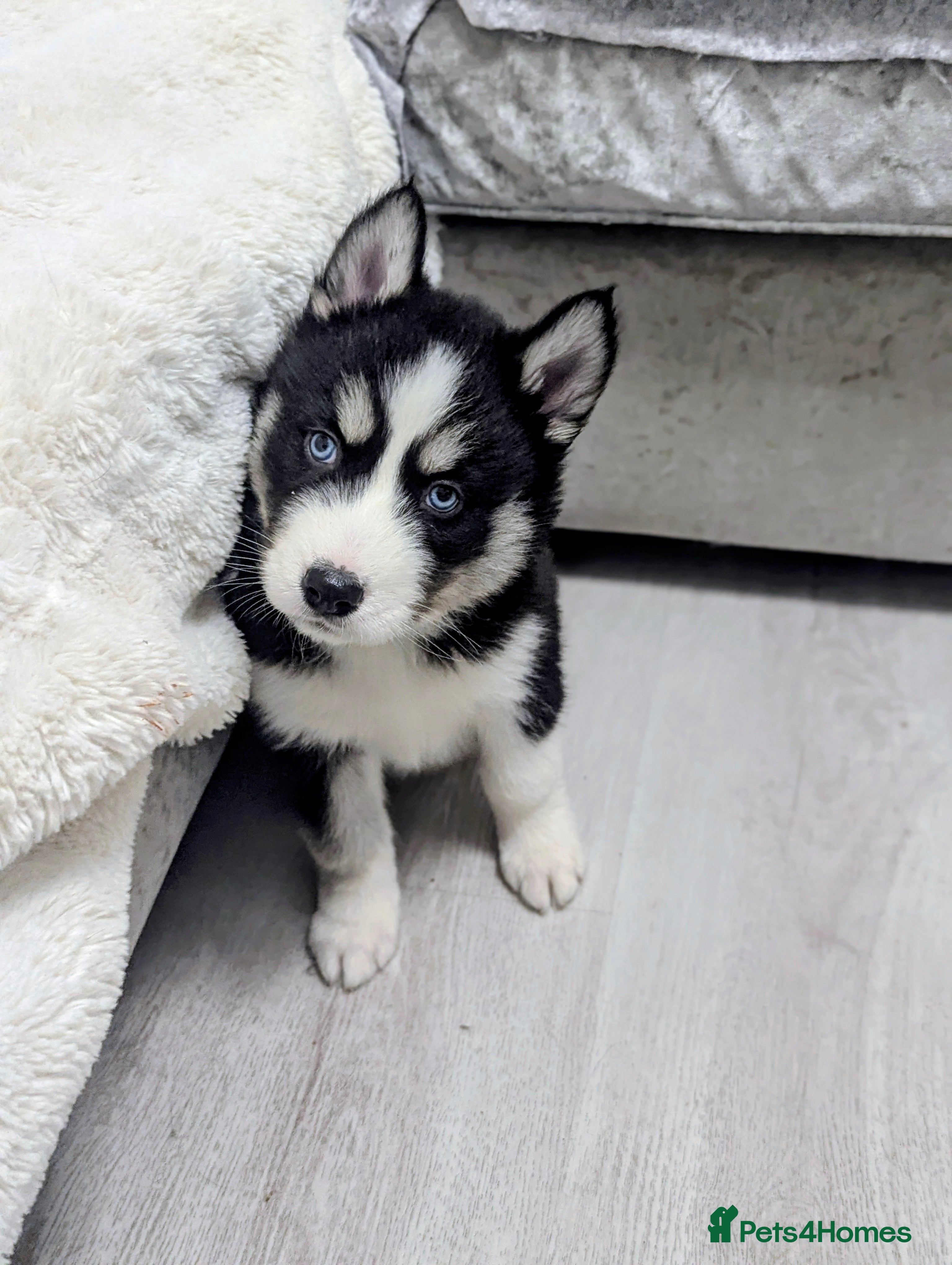 Siberian Husky dogs Stunning Siberian Husky Puppies for Sale 🐾 - Advert 12