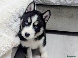 Siberian Husky dogs Stunning Siberian Husky Puppies for Sale 🐾 - Advert 10