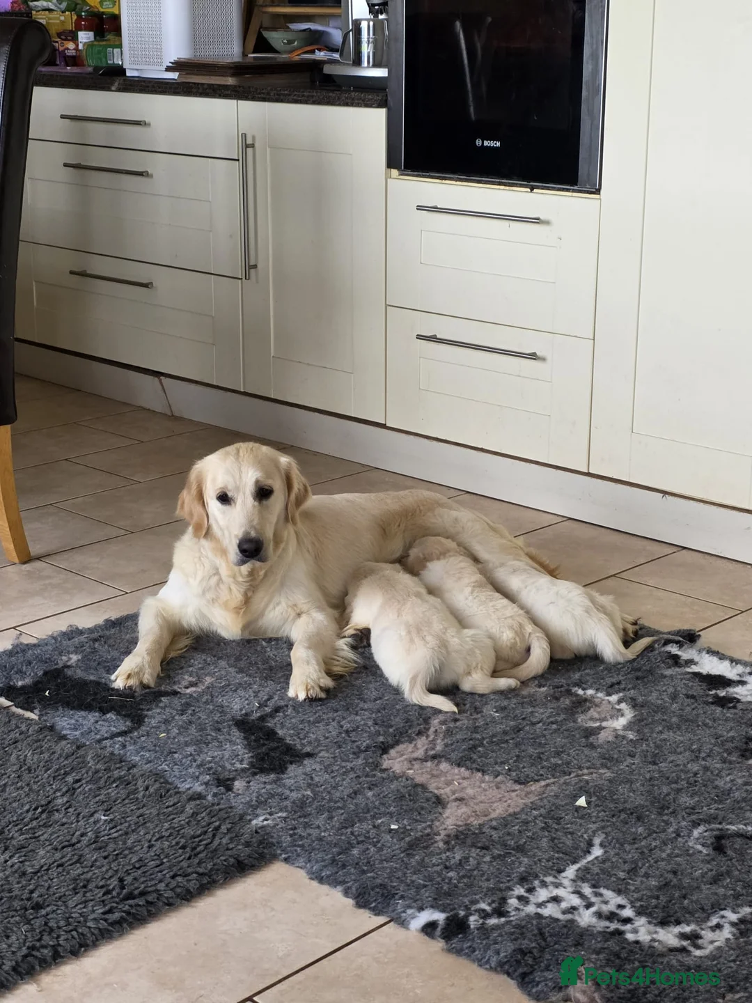 Golden Retriever dogs for sale: Golden retriver - Advert 6
