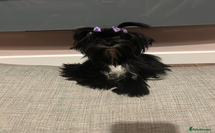 Yorkshire Terrier dogs - Advert 1