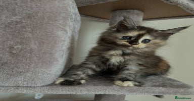 Maine Coon cats - Advert 3