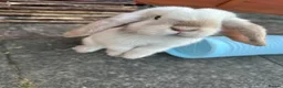Mixed Breed rabbits for sale: Bobby & Nancy, Female Rabbits  in Sandbach - Advert 2