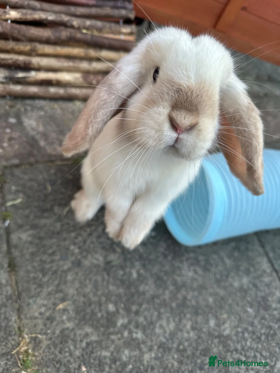 Mixed Breed rabbits for sale: Bobby & Nancy, Female Rabbits  in Sandbach - Advert 2