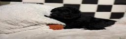 Jackapoo dogs for sale: *** Stunning Jackapoos Ready Now - Advert 16