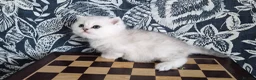 British Longhair cats for sale: Stunning Black Tipped British  - Advert 4
