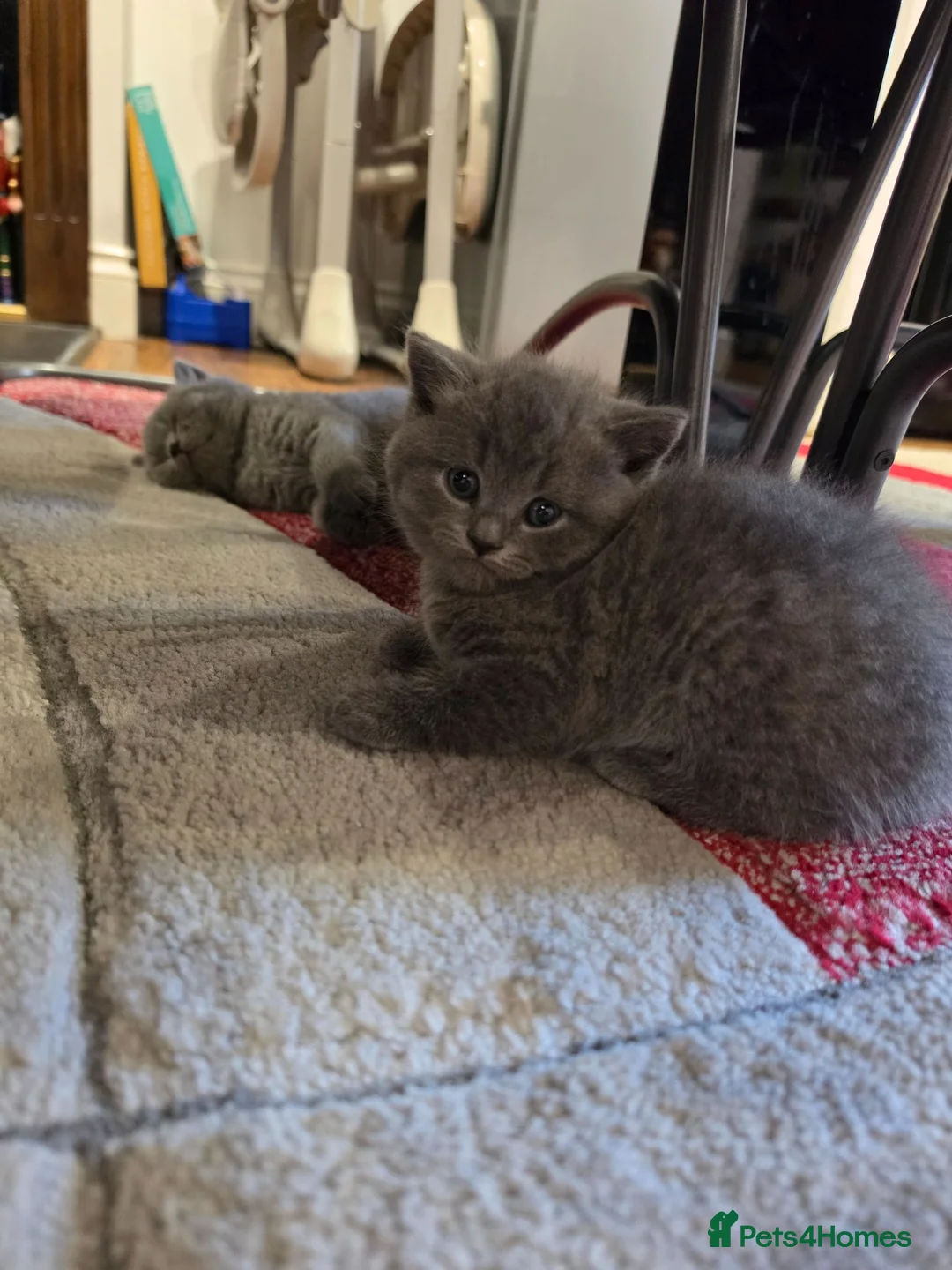 British Shorthair cats for sale: British shorthair for sale - Advert 2