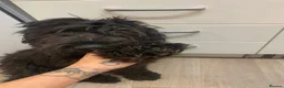 Saint Berdoodle dogs for sale: Bernadoodle dog for sale - Advert 2