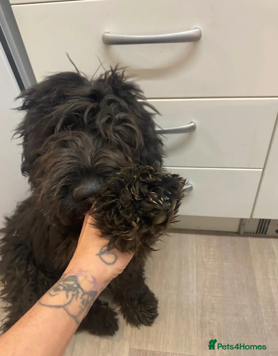 Saint Berdoodle dogs for sale: Bernadoodle dog for sale - Advert 2