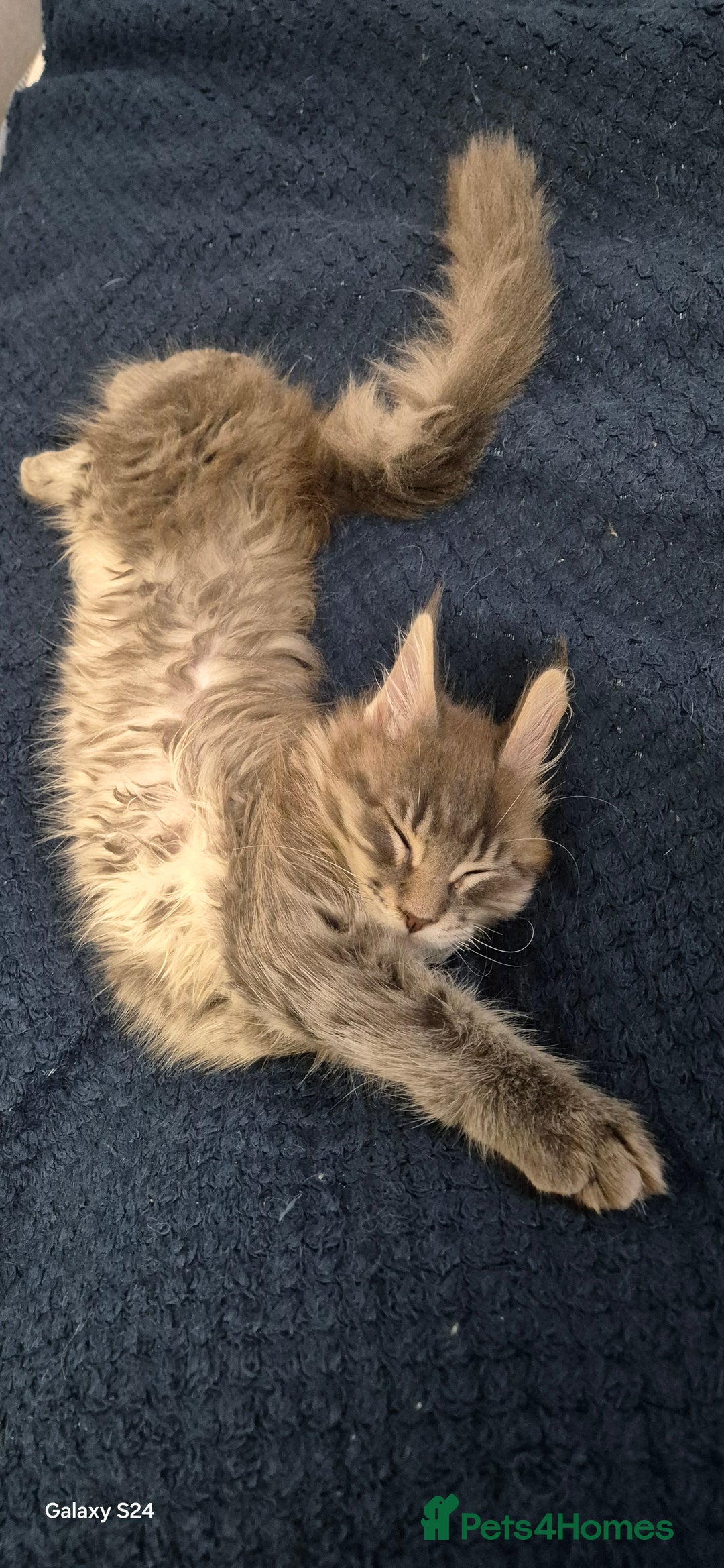 Maine Coon cats for sale: Maine Coon kittens Glasgow  - Image 28