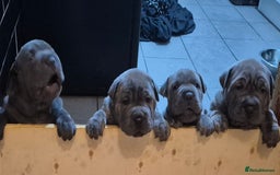 Mixed Breed dogs for sale: Cane corso x shar pei  - Image 2
