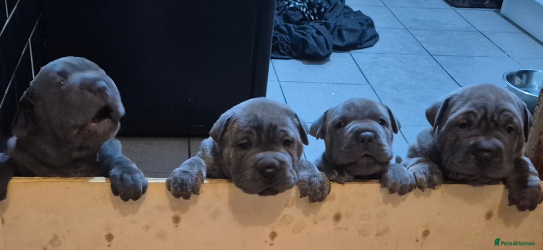 Mixed Breed dogs for sale: Cane corso x shar pei  - Image 2