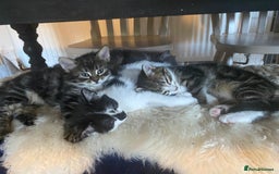 Ragdoll cats for sale: Beautiful Half Ragdoll Kittens - Image 4