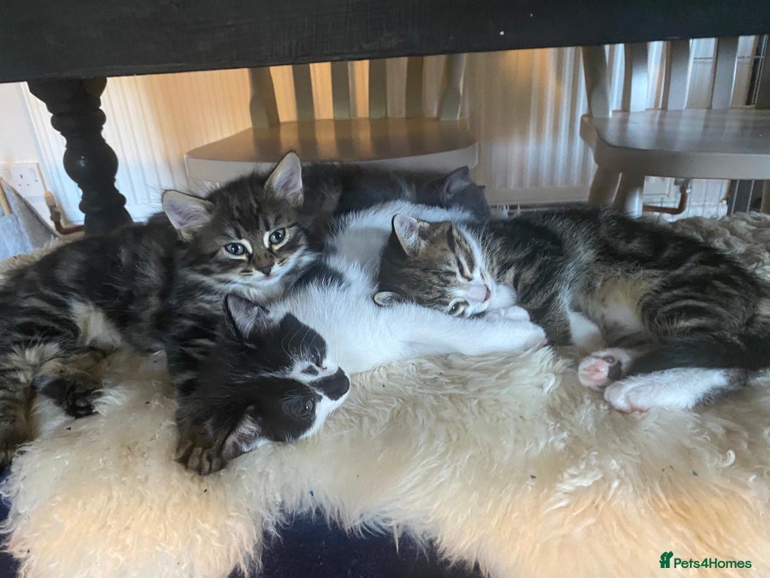 Ragdoll cats for sale: Beautiful Half Ragdoll Kittens - Image 4
