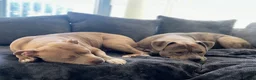 Mixed Breed dogs for sale: Boy and girl puppies  - Advert 21