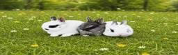Netherland Dwarf rabbits for sale: Pure Netherland dwarf babies  - Advert 2