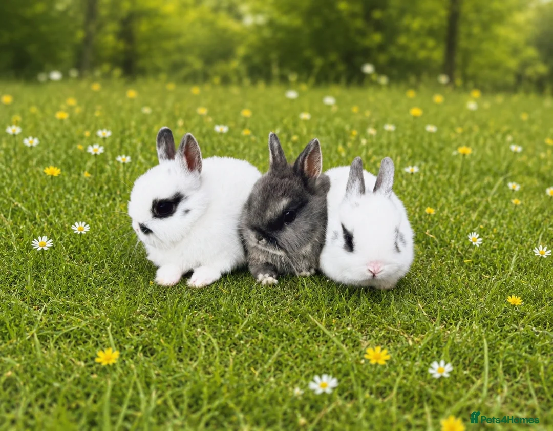 Netherland Dwarf rabbits for sale: Pure Netherland dwarf babies  - Advert 2