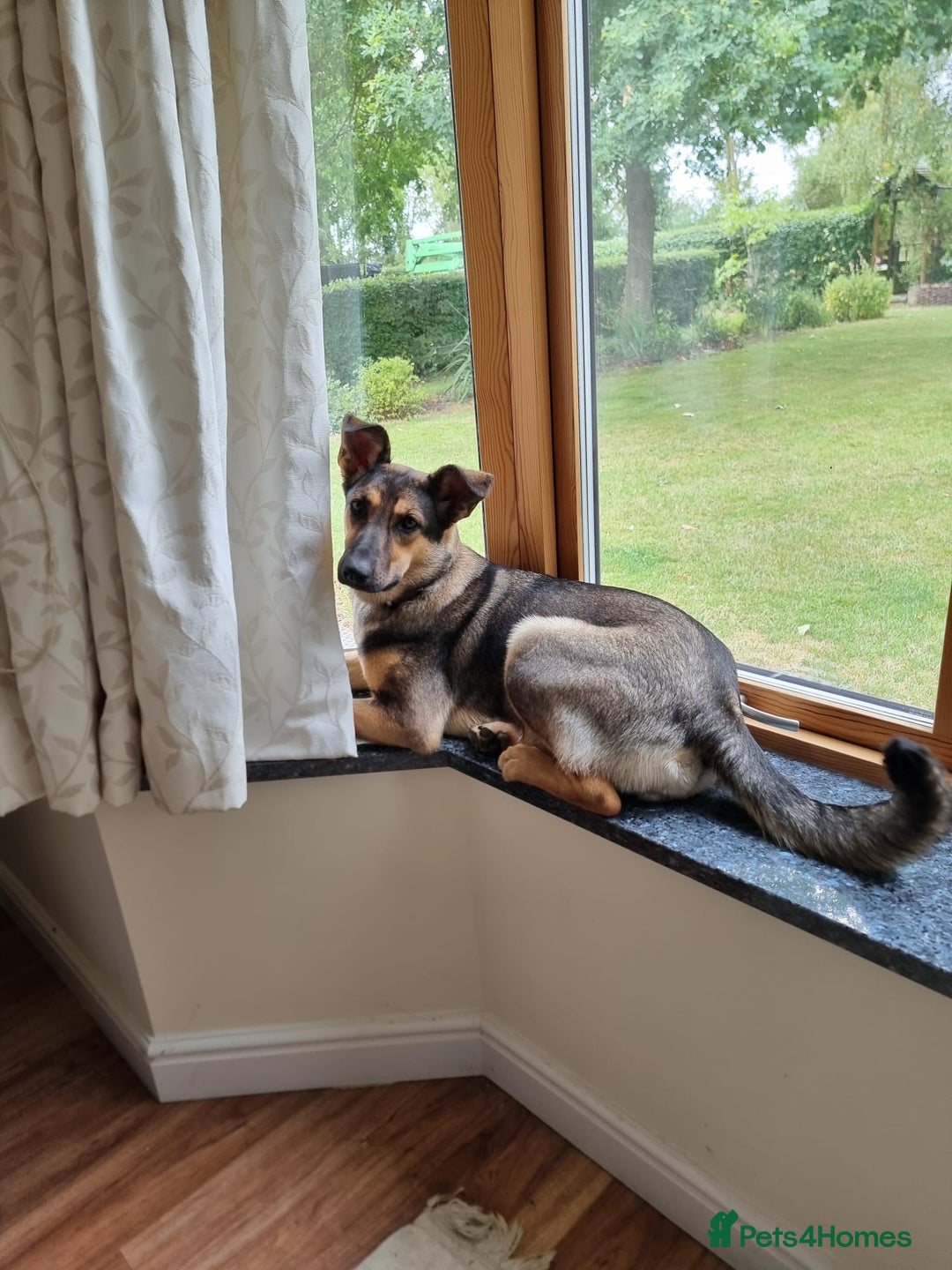 Mixed Breed dogs for adoption: 💖🐶 Tigger - 14 months old gentle girl 🐶💖 - Image 13